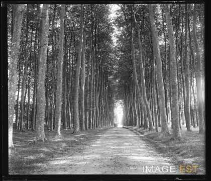 Route dans une forêt (Seine-Maritime)